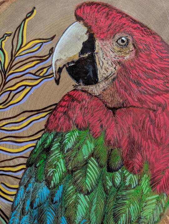 Freehand Macaw on Basswood Freehand Macaw on Basswood