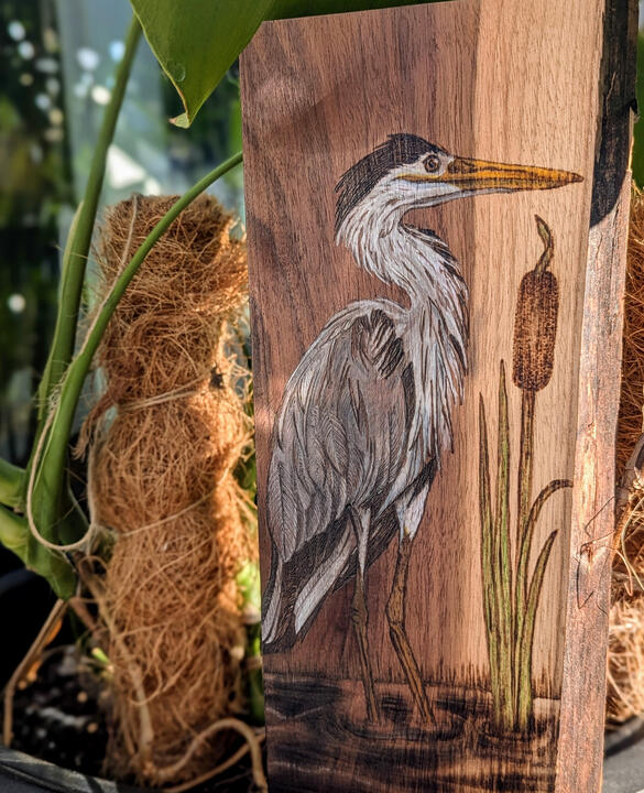 Grey Heron on Olive Grey Heron on Olive